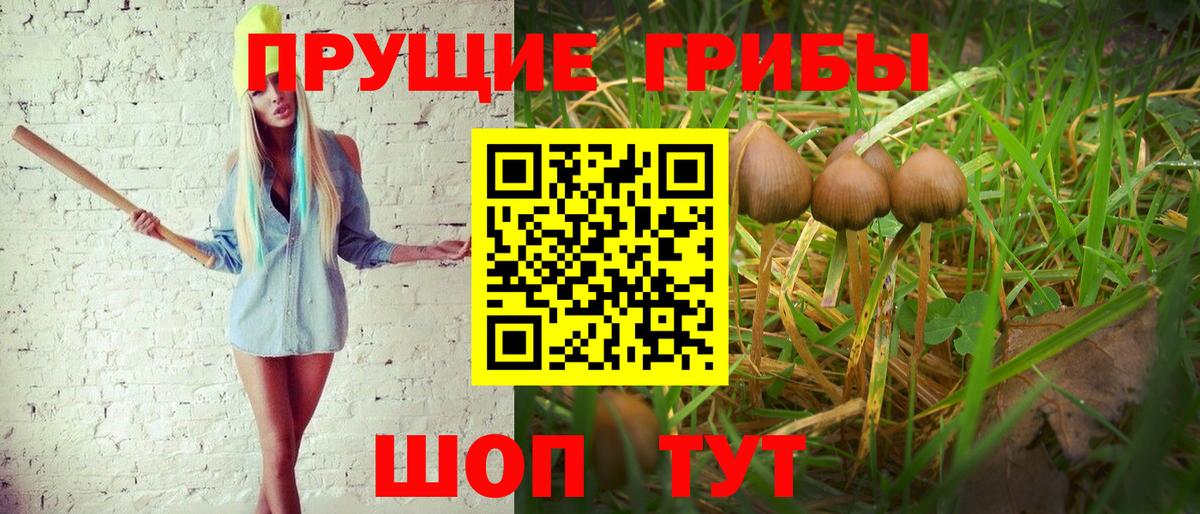 магазин продажи наркотиков  Псилоцибиновые грибы GOLDEN TEACHER  Вход с VPN  Псилоцибиновые грибы мухоморы  Тамбов 